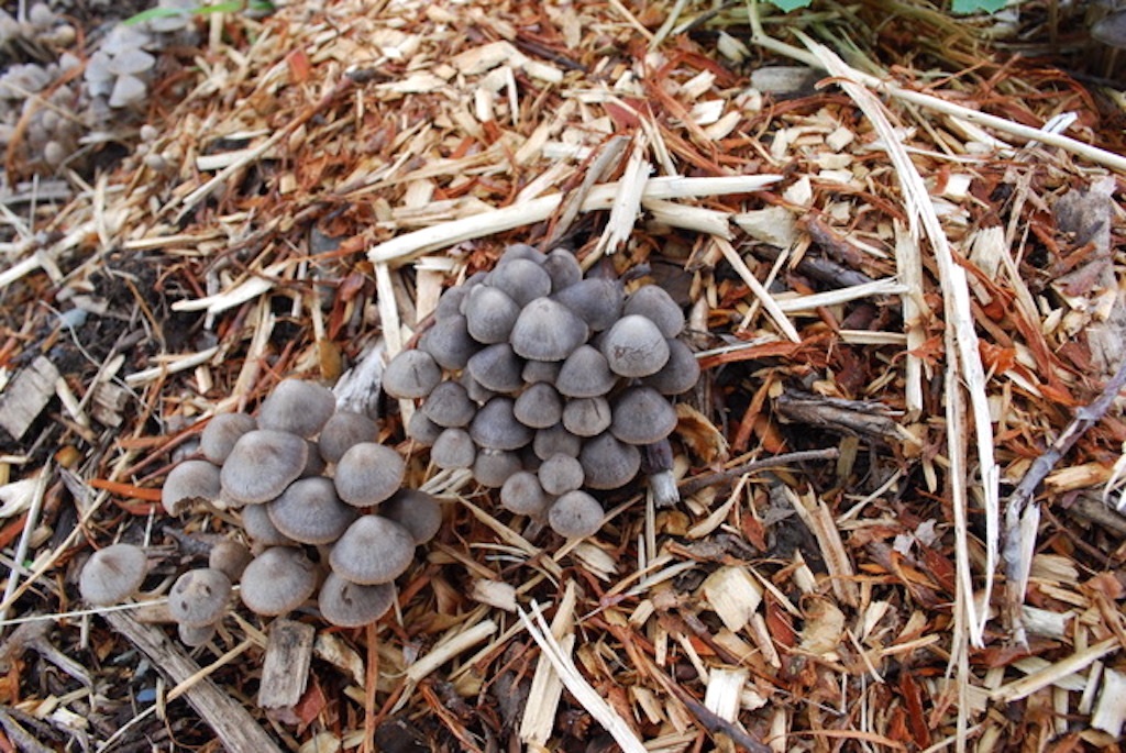 Best-Kept Secret To Soil Fertility In The Market Garden