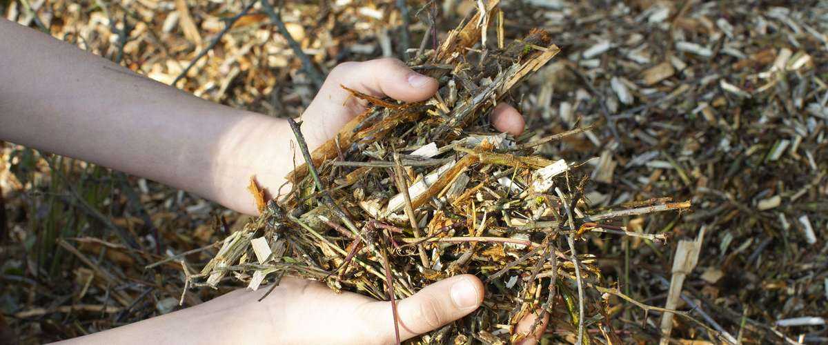 Ramial Chipped Wood: How to Use it in Your Garden