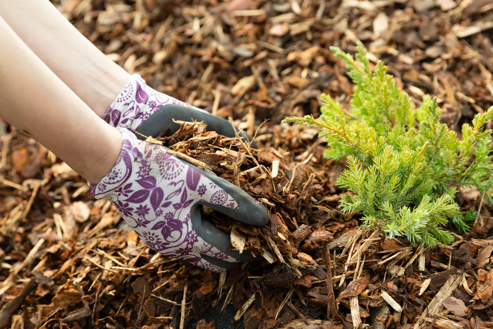 Is Ramial Chipped Wood Mulch a Nitrogen Thief?